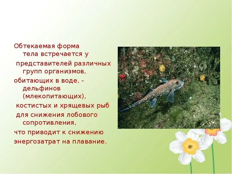 Формы тела животных. Обтекаемая форма. форма тела животные. обтекаемая форма примеры. форма тела для обитания в воде.