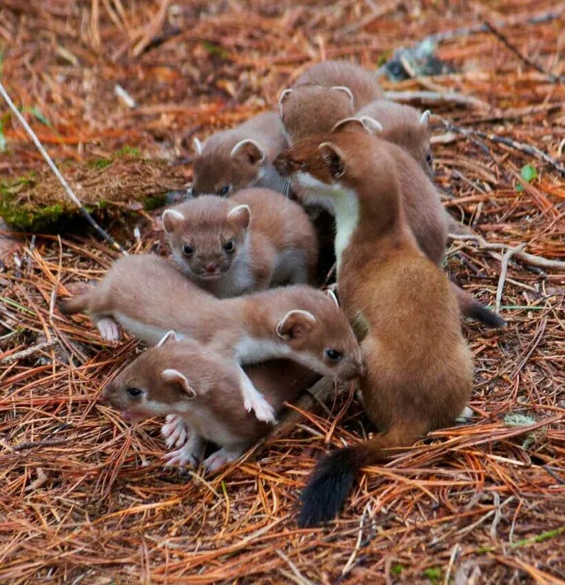 Опоссум домашний. Африканские сурикаты. Поссум черный. Каких животных меньше всего. Ушастый поссум.