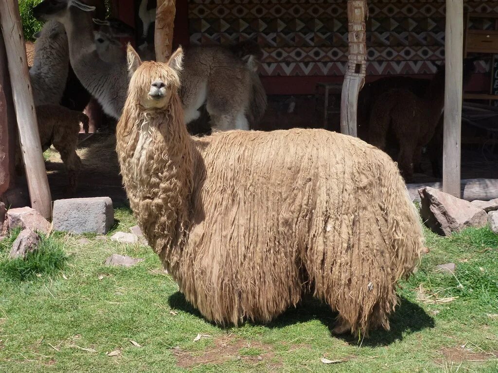Боливия альпака. Альпака большого размера. Альпака в верхотурье. Лама альпака викунья гуанако отличия. Альпака большого размера.