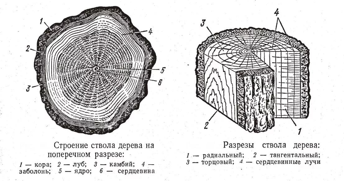 Виды ствола растений. Макроструктура древесины поперечный срез. Строение поперечного среза древесины. Поперечный срез ствола дерева строение. Схема поперечного сечения древесины.