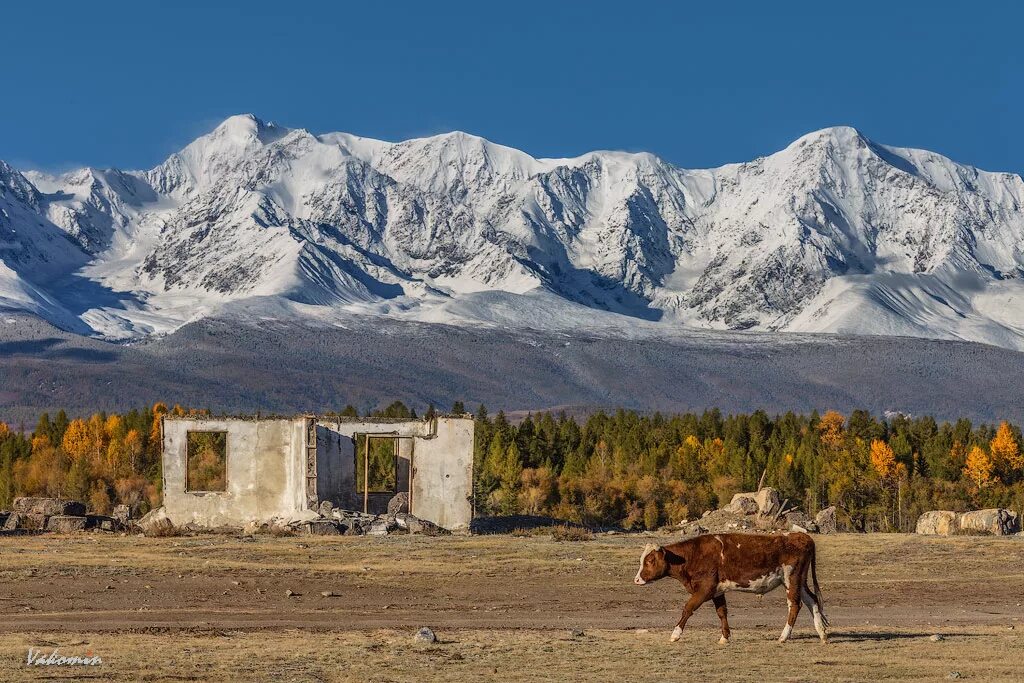 Курай горный алтай фото. Кызылташ горный алтай. Гора акташ алтай. Д. Погода кош кызыл таш.