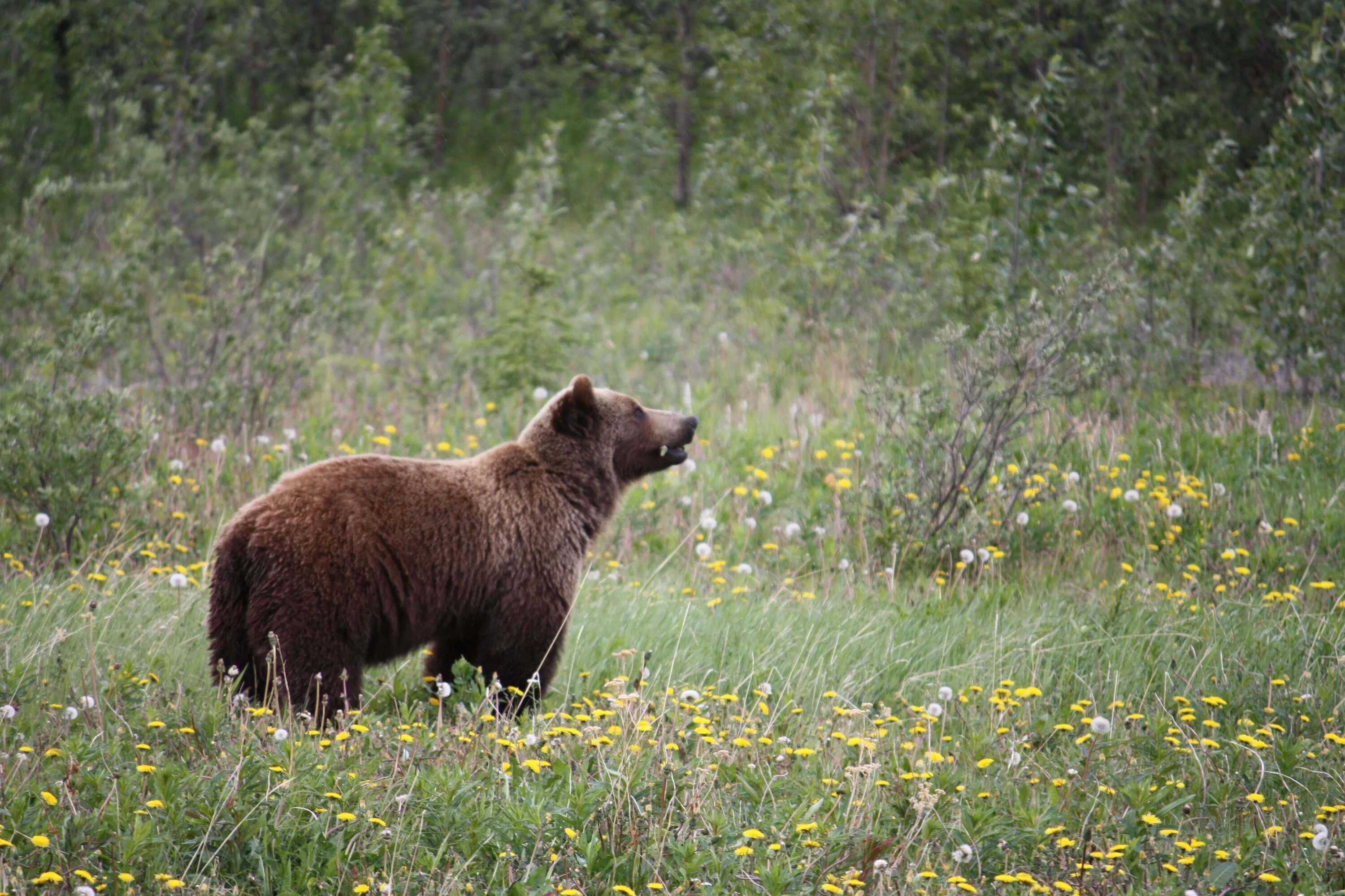 Медведи в болоте. Бурый медведь в тайге. Сибирский бурый медведь. Медведь Гризли. Бурый медведь самец.
