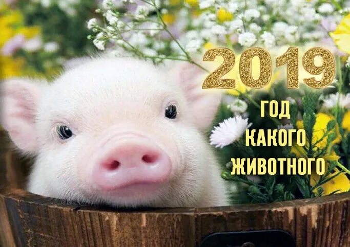 2019 год чего. Год 2019 животные. 2019 какой год. 2019 год какого животного был. какой год в 2019 животное.