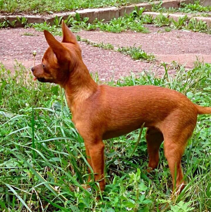 Терьер рыжий гладкошерстный. Той терьер рыжий гладкошерстный. Тойтерьеры. Той терьер русский гладкошерстный рыжий. Карликовый пинчер.