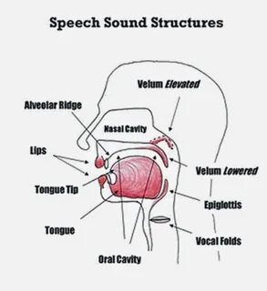 Speech sounds