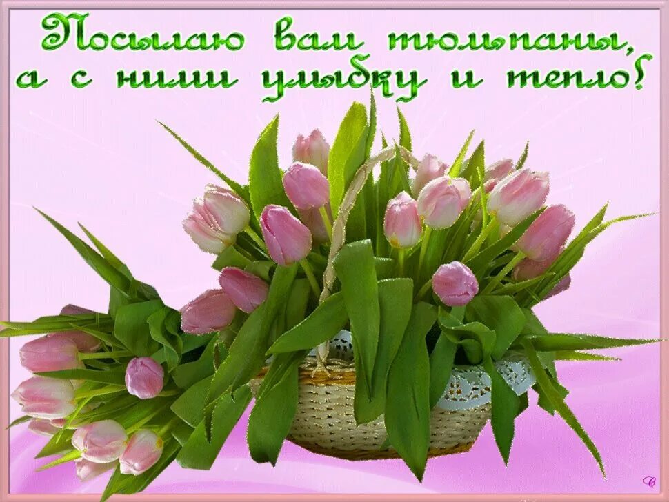 Весеннего настроения тюльпаны. Весенние цветы с пожеланиями. открытки с весенними цветами. открытки весеннего настроения. весенние цветы женщине.