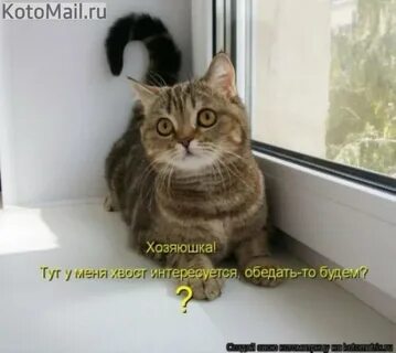 Картинки котиков прикольные смешные с надписями