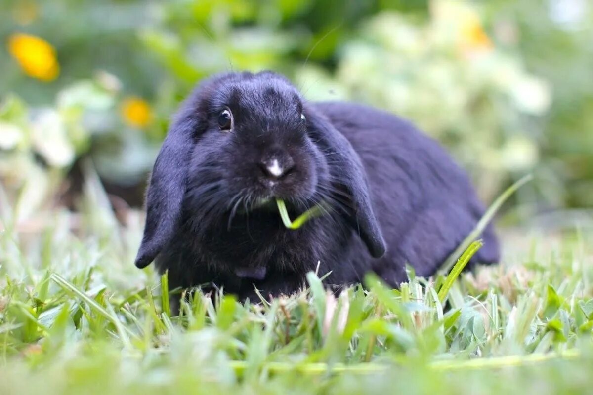 Черный кролик на английском. Английский вислоухий кролик баран. Кролик вислоухий баран черный. Карликовый вислоухий баран кролик. Черный вислоухий кролик.