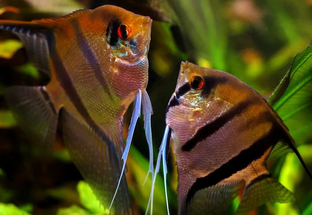 Аквариумные рыбки самки и самцы. Скалярия аквариумная. Рыбка Скалярия. Скалярии аквариумные рыбки. Скалярий рыбка аквариумная.