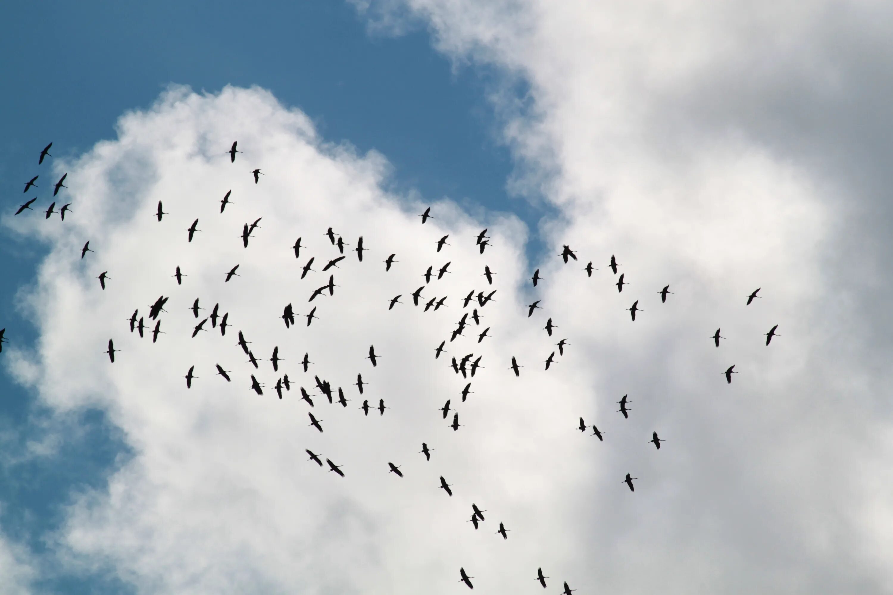 Стая птиц. Птицы улетают. Птицы в небе. Стая перелетных птиц.