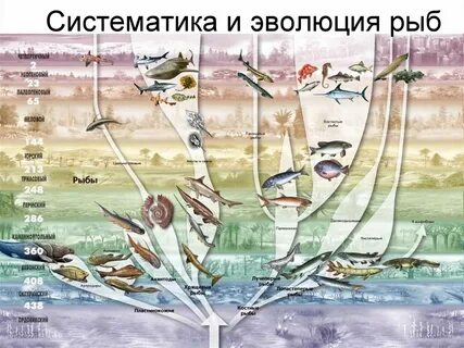 Эволюция костных рыб