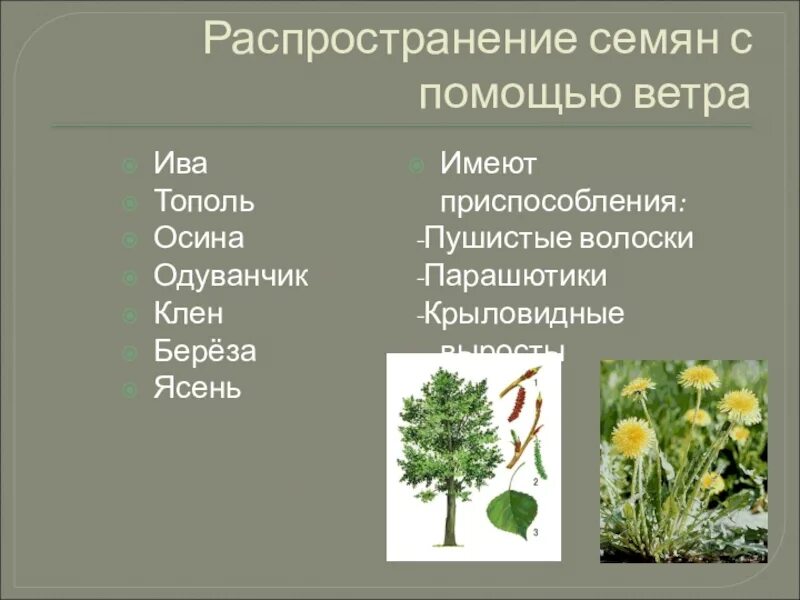 Семена распространяемые ветром. Способы распространения семян. Распространение семян у растений. Способы распространения семян растений. Способ распространения семян тополя.