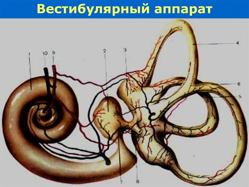 Вестибулярный аппарат и система. Анатомия вестибулярного аппарата человека. Вестибульярный Арарат. Строение вестибулярного аппарата. Вестибулярный аппарат рисунок.