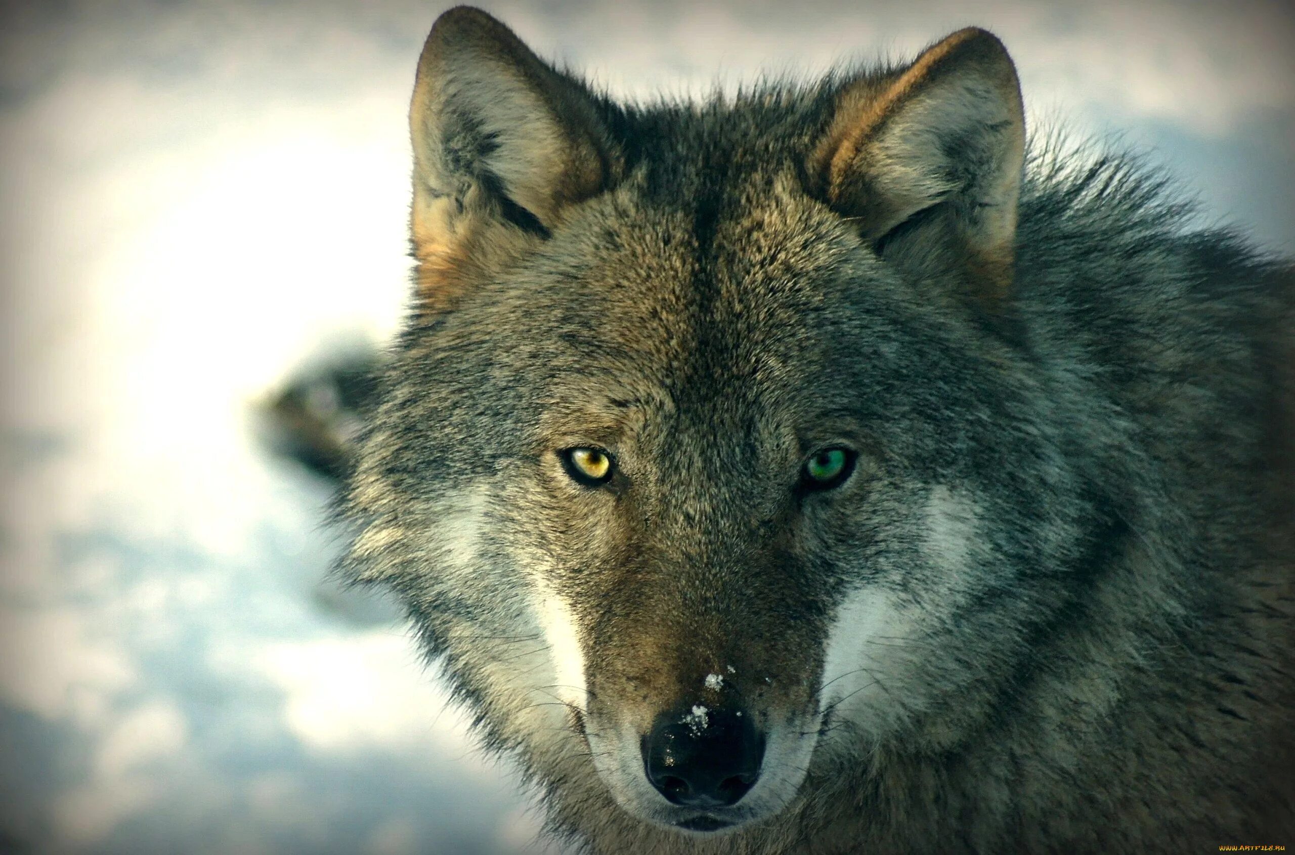 Красивые обои на телефон волк. Взгляд волка. Глаз волка. Волк с зелеными глазами. Красивый волк.