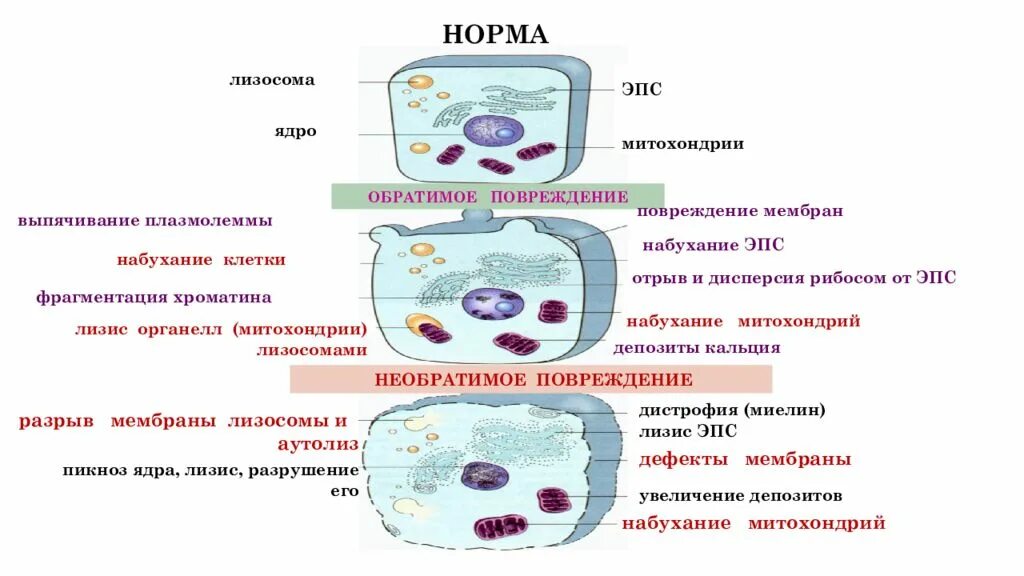 Повреждение клеточных структур это. Повреждение клеточных структур это