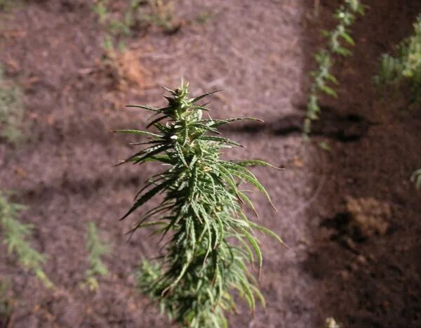 Чуйская долина казахстан. Чуйская долина где находится в какой стране. Чуйская долина конопляные поля. Чуйская долина марихуана. Чабрец чуйская долина.