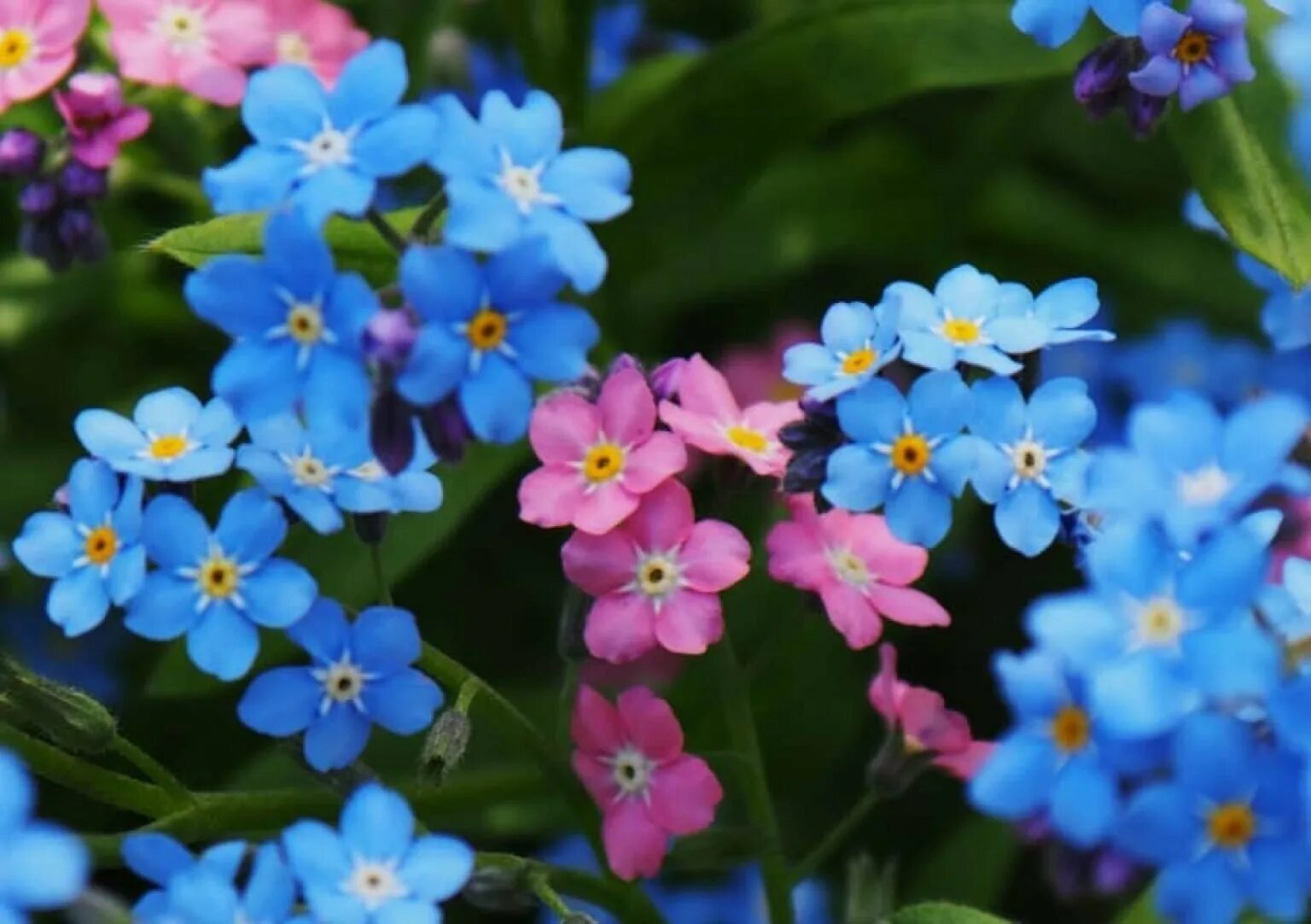 Незабудка большая. Незабудка Myosotis Myomark. Незабудка Мон ами. Цветы Незабудка розовая. Незабудка Садовая голубая.