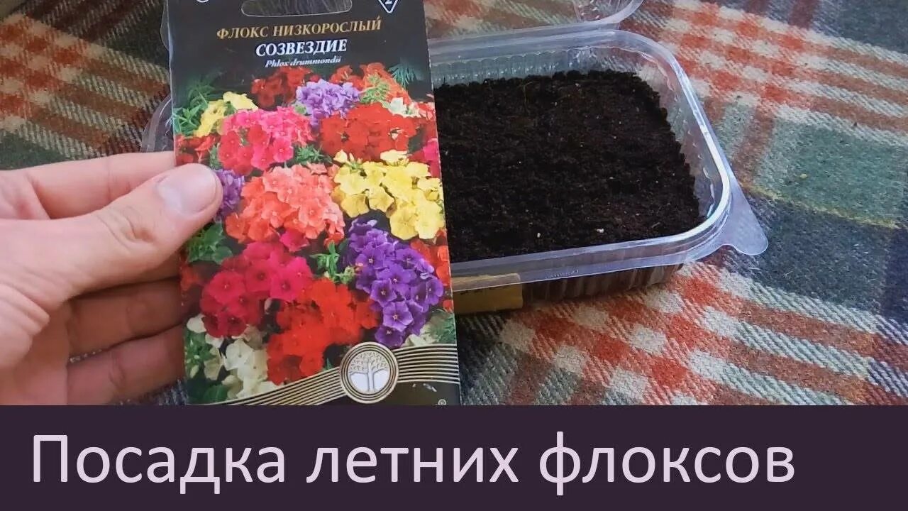 Как сеять флокс друммонда на рассаду. Флокс друммонда рассада всходы. рассада флоксов однолетних. флокс низкорослый однолетний. посев флокс друммонда на рассаду.