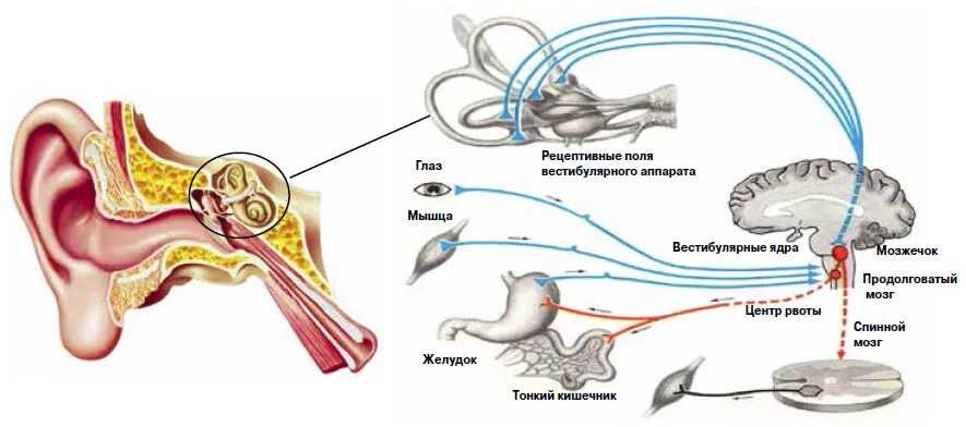 Вестибулярный аппарат мозг. Рефлекторная дуга вестибулярного анализатора. Схема вестибулярного анализатора. Вестибулярный анализатор схема физиология. Рефлекторная дуга слухового анализатора.