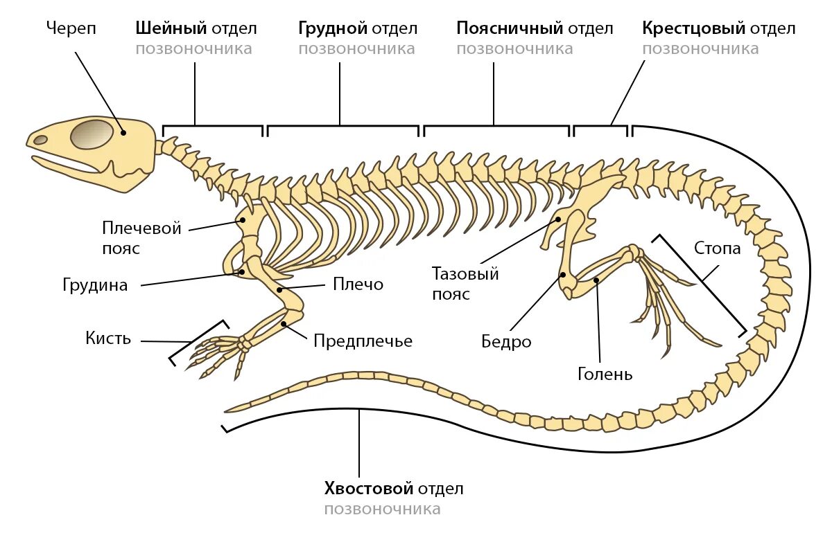 Строение скелета пресмыкающихся. Шейный отдел позвоночника пресмыкающихся. Строение скелета ящерицы пресмыкающихся. Осевой скелет пресмыкающихся. Пресмыкающиеся отделы тела таблица
