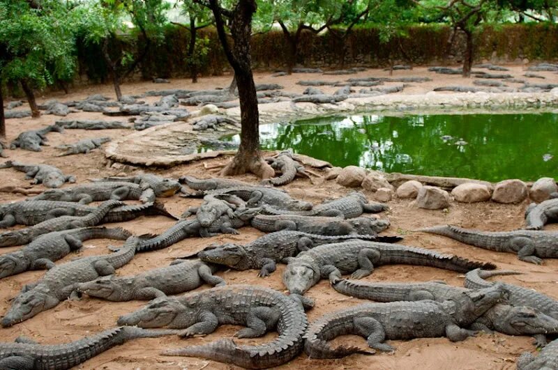 Крокодилы на шри ланке. Вьетнам крокодиловая ферма. Крокодиловая ферма Паттайя. Крокодиловая ферма Темрюк. Крокодиловая ферма Камбоджа.