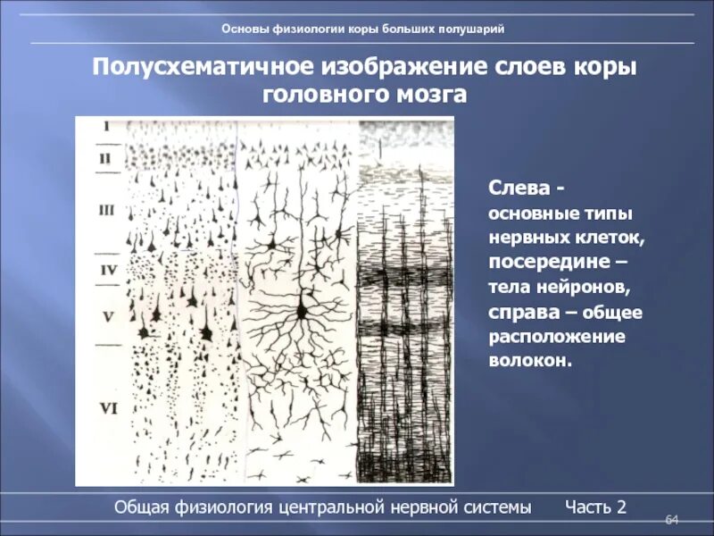 Плотность нервных клеток в мозге является особенностью