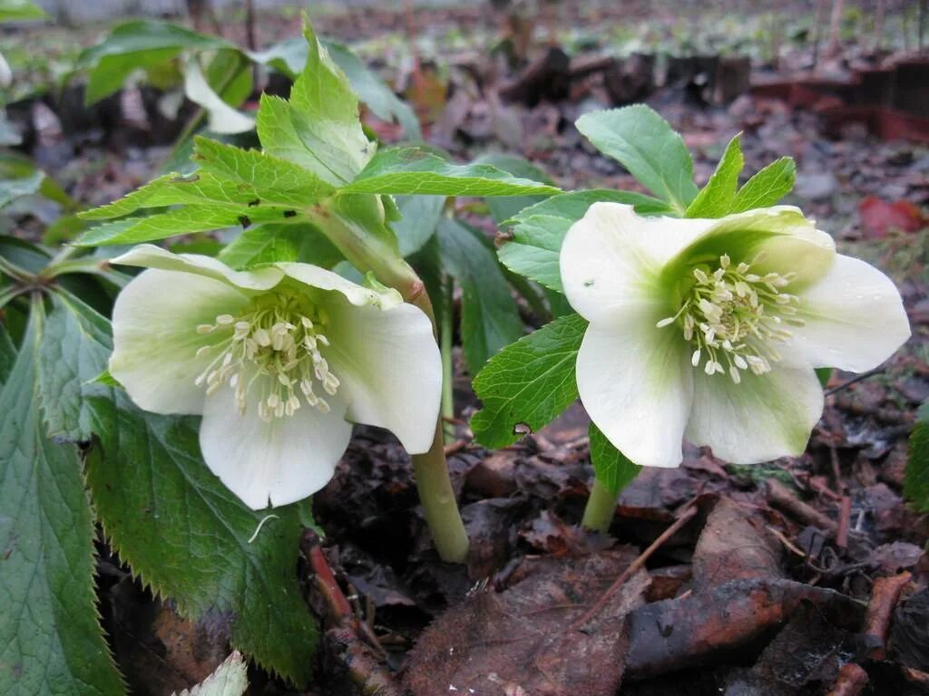 Зимовник цветок. Морозник кавказский. Морозник кавказский цветок. Морозник (Helleborus). Морозник Лесной кавказский.