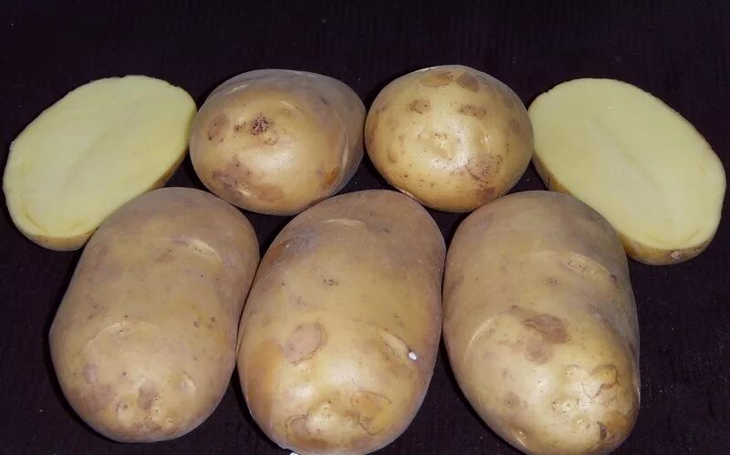 Картофель сорт богатырь отзывы. Сорта картофеля чароит. сорт.картофеля.придеснянский. семенной картофель винета.