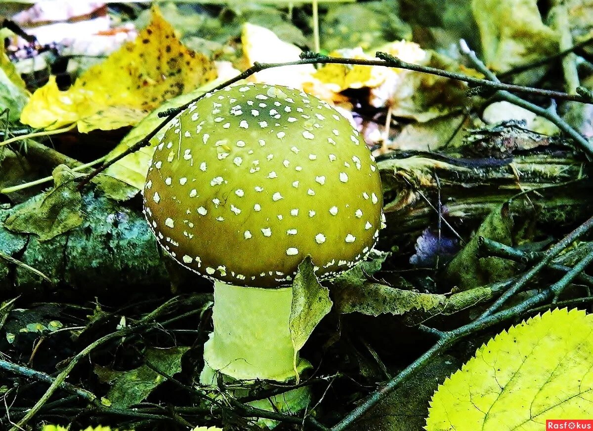 Поганка зеленая гриб. Гриб строфария сине зеленая. Зеленая поганка. Бледная поганка фото. Гриб строфария сине зеленая.