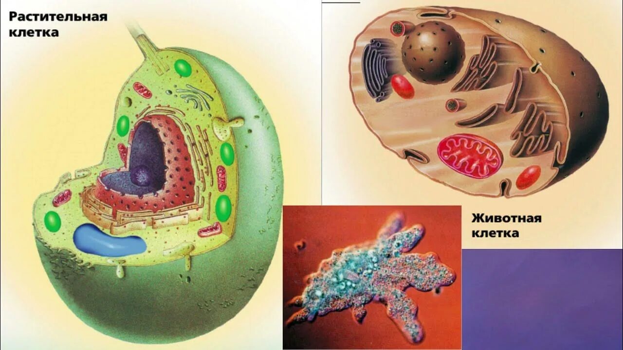 Структура растительной клетки 6 класс впр. Клетка биология. Животная клетка биология. Строение живой клетки. Клетка биология строение.
