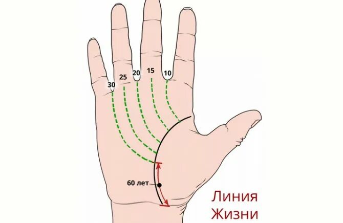 Линия жизни на руке. Хиромантия по руке линия жизни. Линия достатка на руке. Возраст по линии жизни.