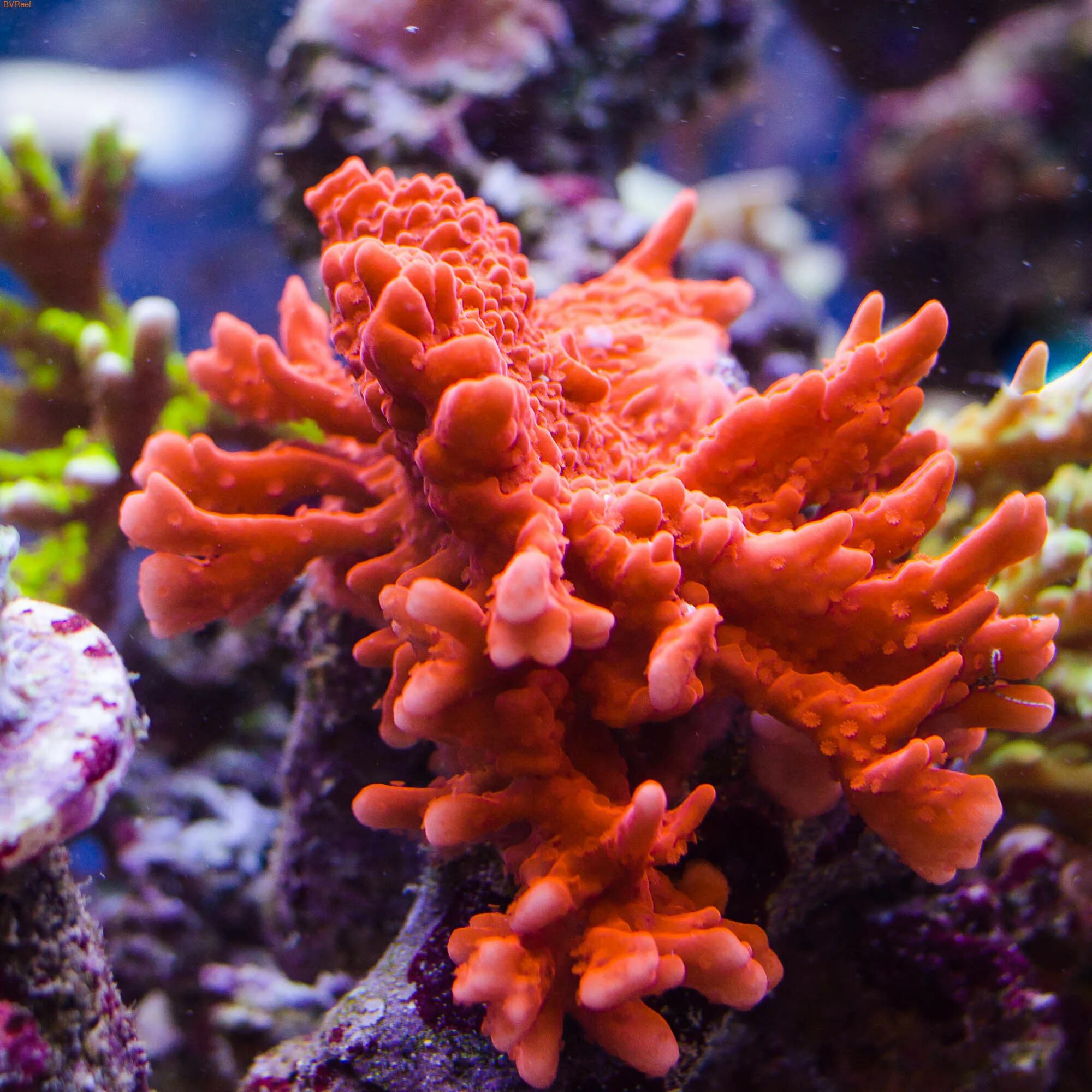 9631а коралл.