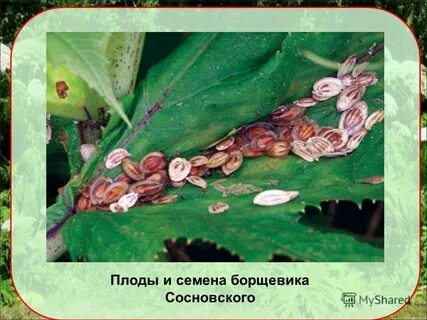 Семена борщевика сосновского