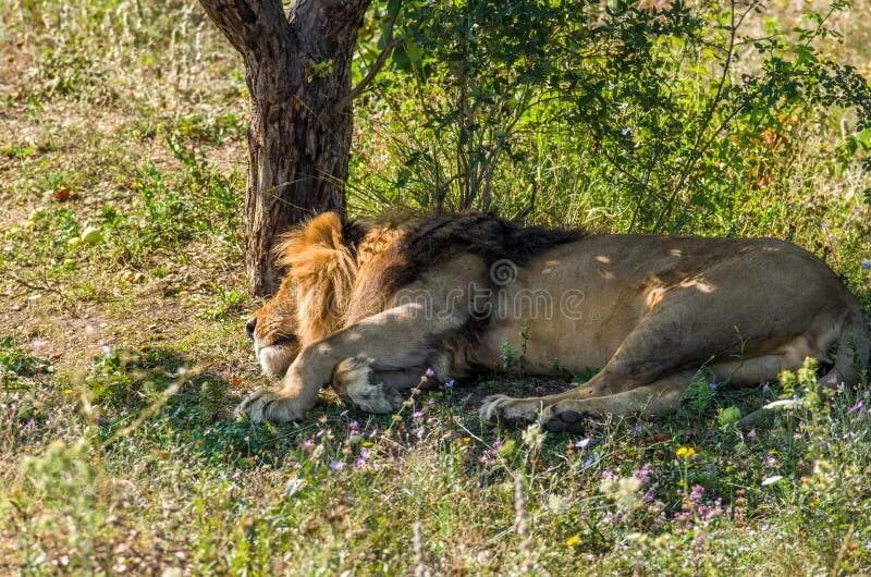 Фф sleeping lions автор litmasily. Носилкт спящий Лев.