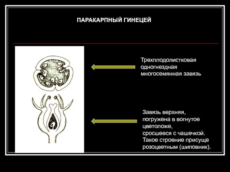 Синкарпный гинецей. Монокарпный гинецей. Строение апокарпного гинецея. Паракарпный гинецей. Гинецей вконтакте