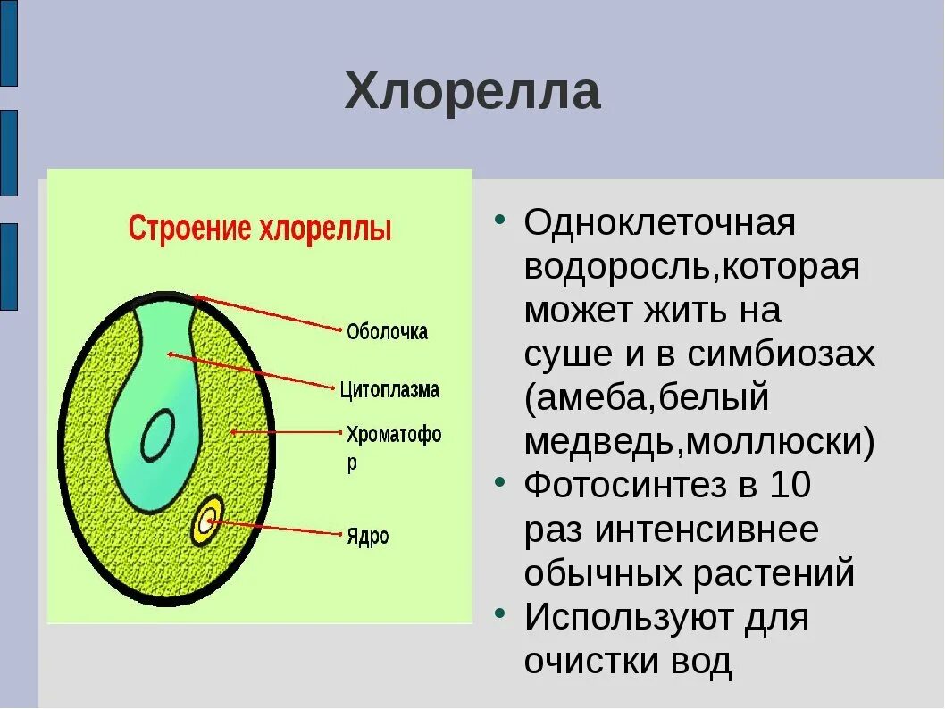 Назовите одноклеточные водоросли