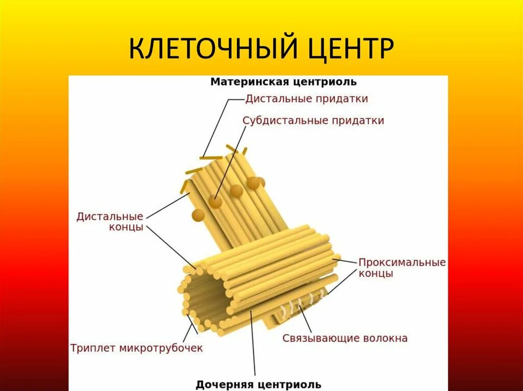 Какая клетка имеет клеточный центр. Центросома (клеточный центр) гистология. клеточный центр центросома строение. строение клеточного центра эукариотической клетки. строение клетки клеточный центр строение и функции.
