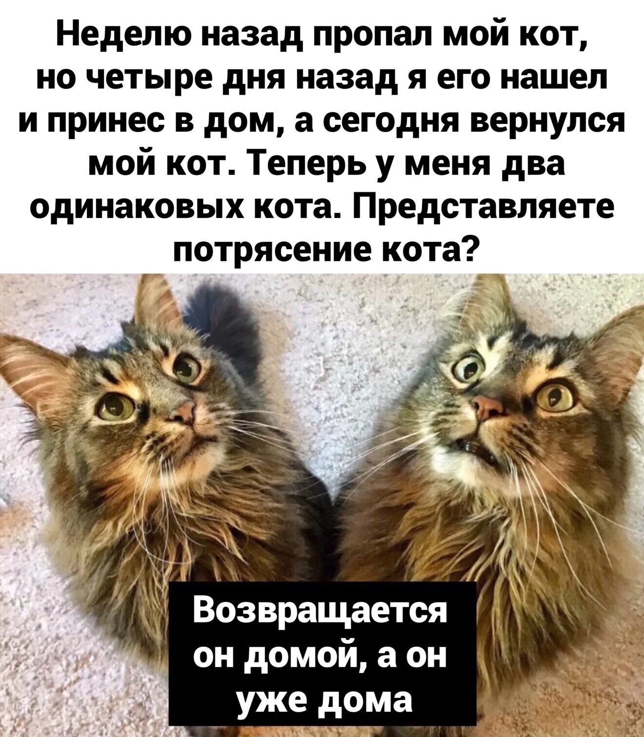 Возвращение котов домой. Теперь у меня два одинаковых кота. Теперь у меня два кота. Кот возвращается домой. Теперь у меня 2 одинаковых кота.