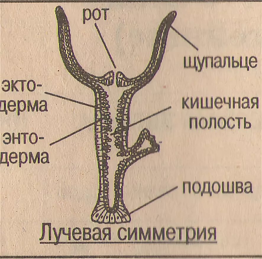 Схема внутреннего строения гидры. Лучевая симметрия гидры. гидра пресноводная симметрия. пресноводная гидра симметрия тела. пресноводная гидра лучевая симметрия.