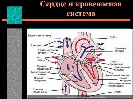 Кровеносная система сердца