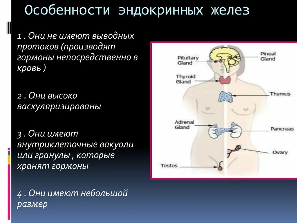 Железы внутренней секреции особенности строения. Эндокринная система железы внутренней секреции. Строение и функционирование желез внутренней секреции. Эндокринная система человека строение и функции. .Система желез внутренней секреции. Функции.