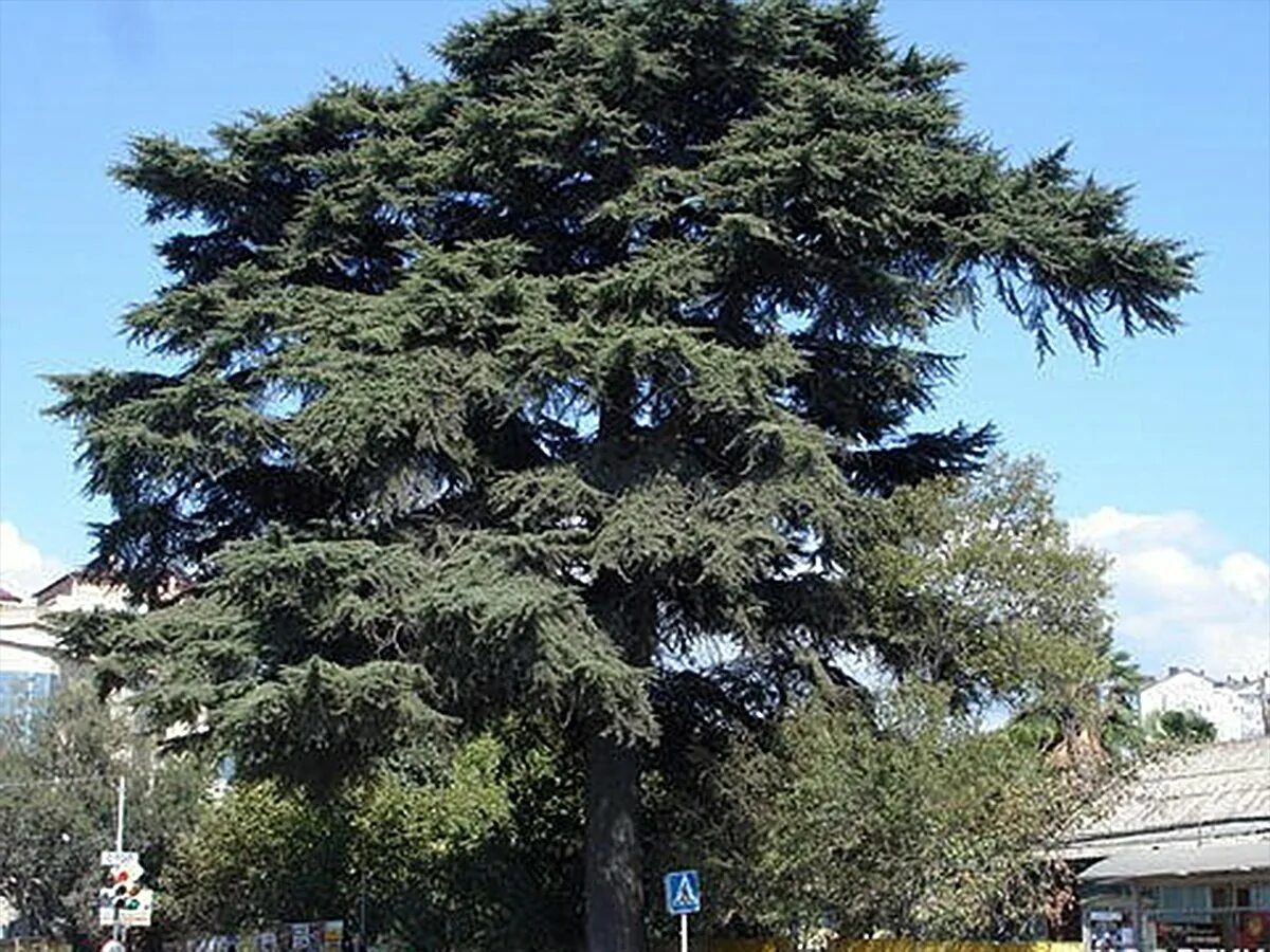 Гималайский кедр в Сочи. Кедр Гималайский дерево. Кедр Гималайский хвоя. Абхазский кедр.