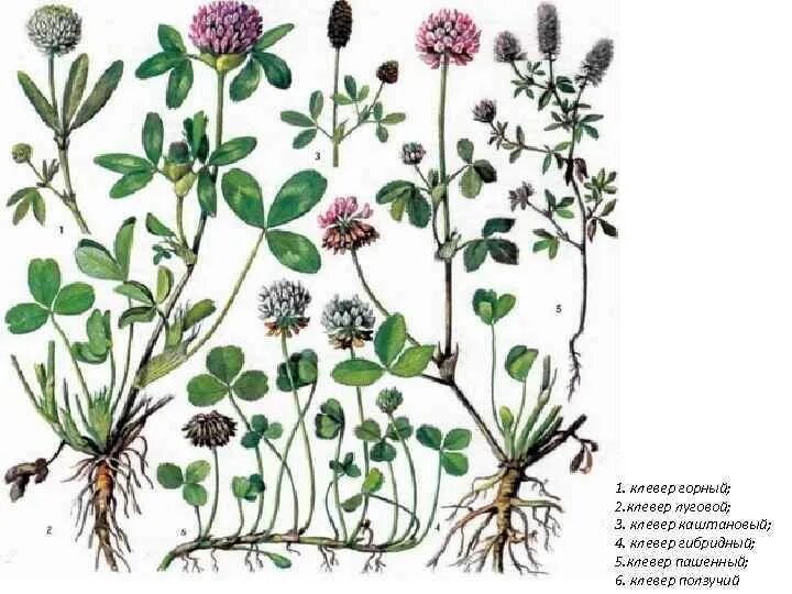 Клевер покрытосеменной. Клевер Луговой гибридный ползучий. Клевер Луговой ботаника. Клевер ползучий Клевер Луговой Клевер гибридный. Клевер горный Пашенный.