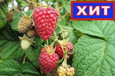 Малина гусар описание отзывы сроки созревания
