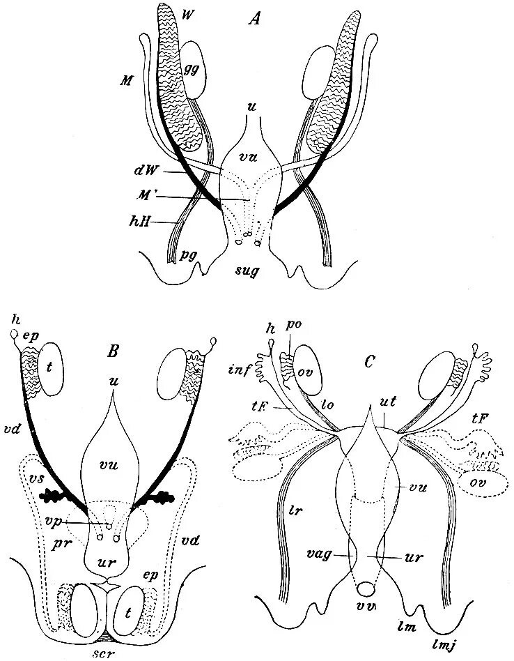 схема половых органов женщины. внутренние половые органы женщины. строение женских. строение женской половой системы. схема индифферентной стадии развития репродуктивной системы,.