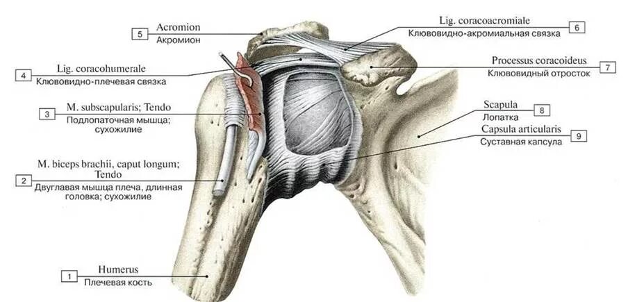 Связка головки. Плечевой сустав вид сзади анатомия. Плечевой сустав анатомия строение на латыни. Строение плечевого сустава латынь. Плечевой сустав анатомия Синельников.