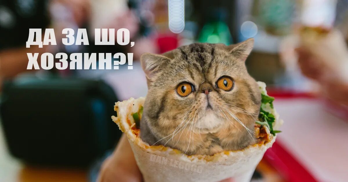 Мем с котом шаурма Ответы : А что скажет ваш кот, если его завернуть в шаурму