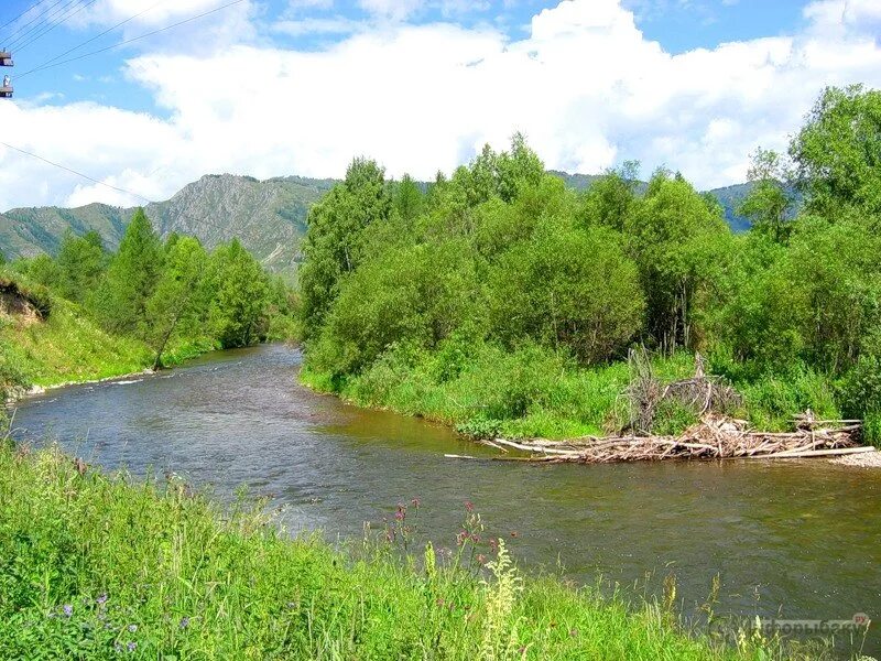 Алей алтайский край