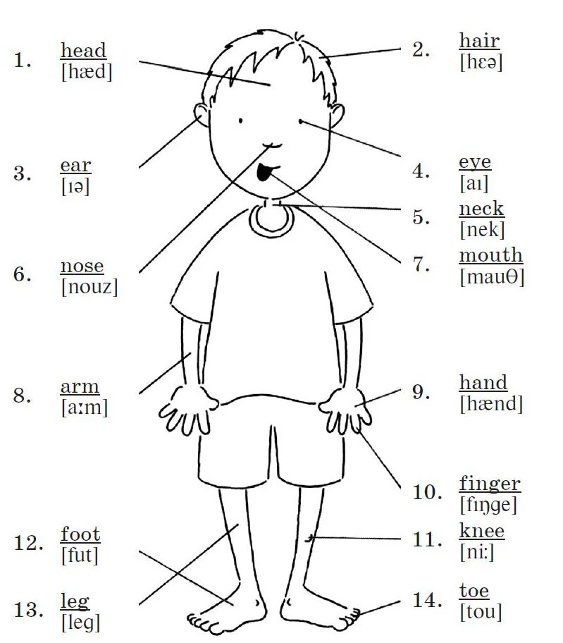 Таблица частей тела на английском языке. Час тела на английском. Название частей тела на английском. Схема человека для детей