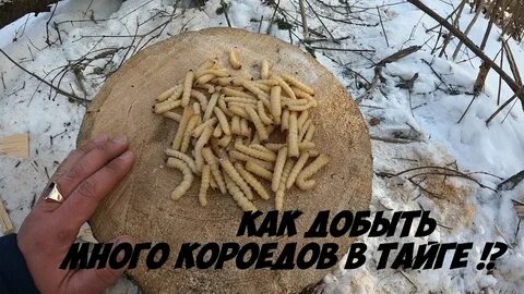 Где найти приманку